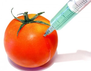 gmo_tomato__451868_cut-300x234