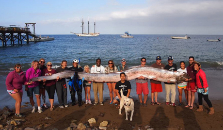 Rare oarfish discovered