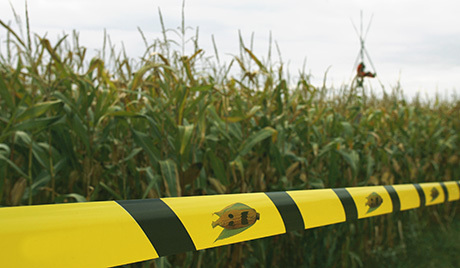 Greenpeace environmental activist during a protest against genetically modified organism (GMO) at a corn field in Lubomia