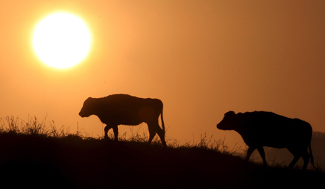 Welcoming the Year of the Ox