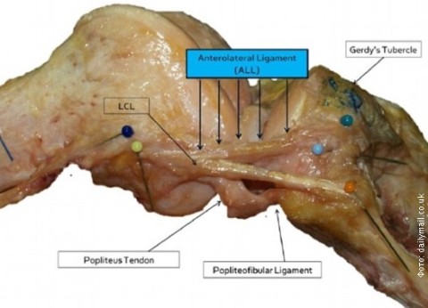 Novi organ