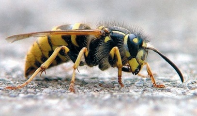 Смртоносни азијски стршљен убија пчеле и људе